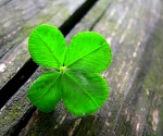 lucky-four-leaf-clover